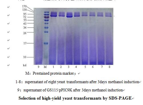 Yeast protein expression service project