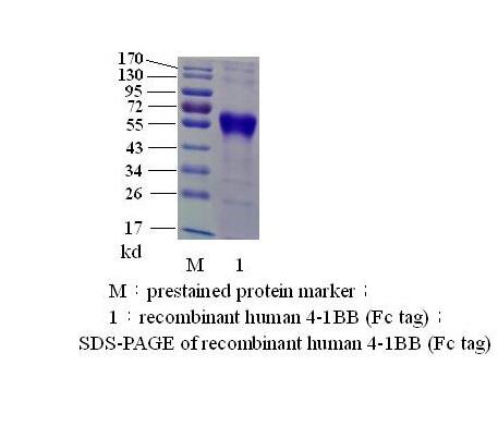 人4-1BB ( 淋巴细胞激活诱导的受体 )(图2)