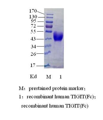 人TIGIT(图2)