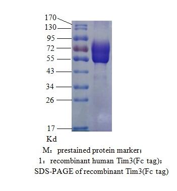 人Tim-3 ( T细胞免疫球蛋白及粘蛋白结构域分子3 )(图2)
