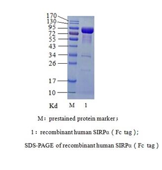人SIRPα （人信号调节蛋白α）(图2)