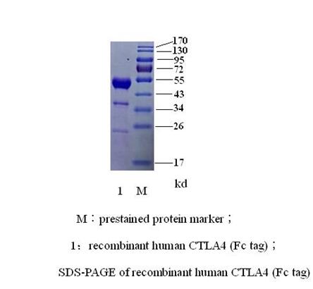 人CTLA-4 (细胞毒T淋巴细胞相关抗原4)(图2) 人CTLA-4 (细胞毒T淋巴细胞相关抗原4)(图2)