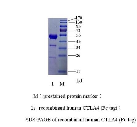 人CTLA-4 （细胞毒T淋巴细胞相关抗原4）(图2)