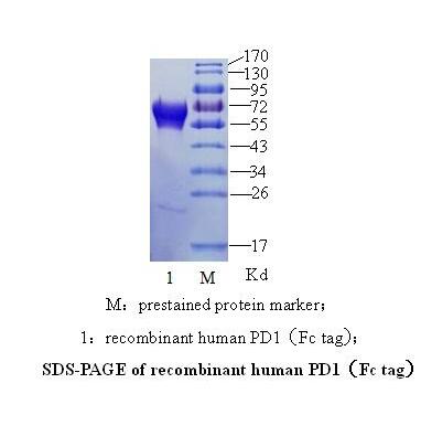 人PD-1 （ Programmed Cell Death Protein 1）(图2)