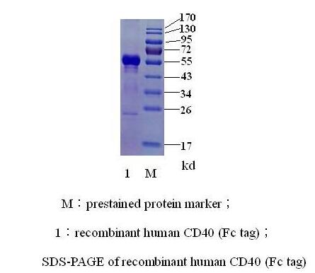 人CD40(图2)