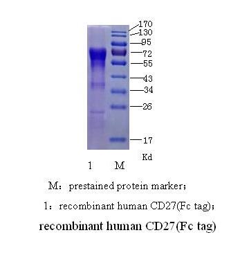 人CD27(图2)