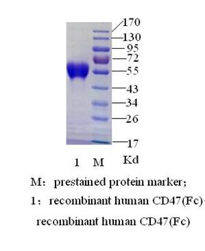 人CD47 ( 整合素相关蛋白 )(图2)