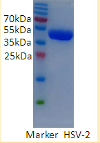 重组单纯疱疹病毒2型抗原 ( HSV-2 )(图1)