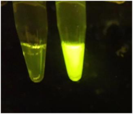 CRISPR-Cas12a（Cpf1）重组蛋白(图1)