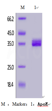 人载脂蛋白E ( apolipoprotein E，ApoE )(图1)