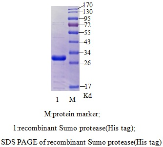 SUMO蛋白酶 （SUMO PROTEASE，Ulp）(图1)