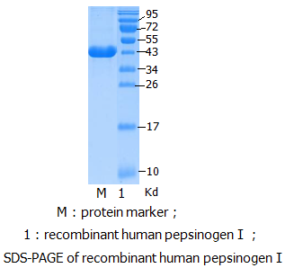 重组人胃蛋白酶原-1蛋白（PG I）（Recombinant human pepsinogen Ⅰ protein）(图1)