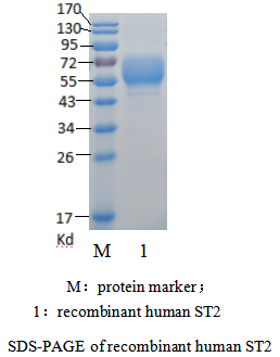重组人可溶性生长刺激表达基因2蛋白（Recombinant human soluble ST2 Protein）(图1)