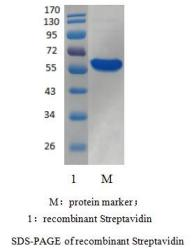 重组链霉亲和素（Recombinant Streptavidin）(图1)