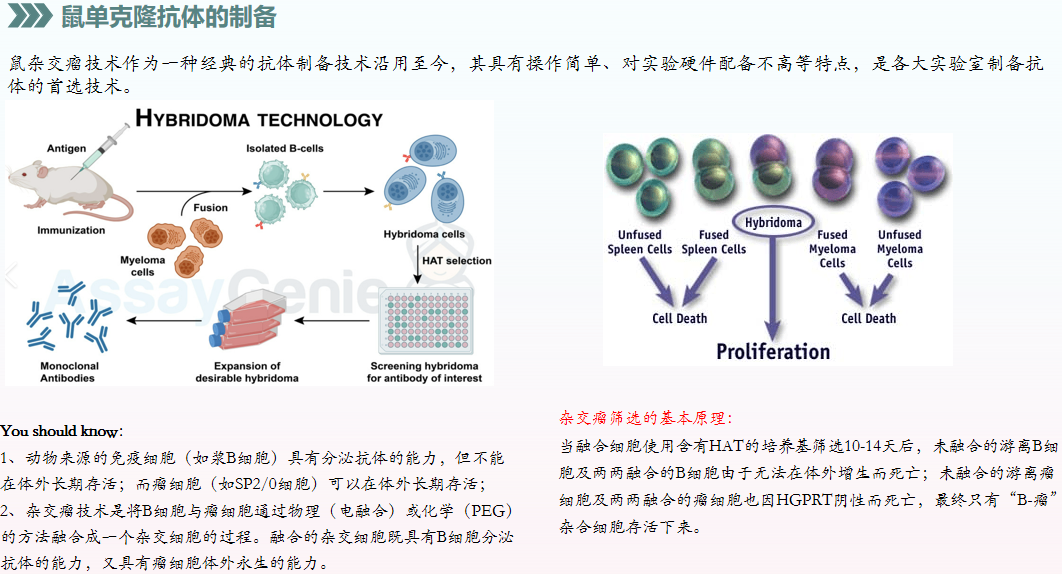 鼠单克隆抗体制备(图1)