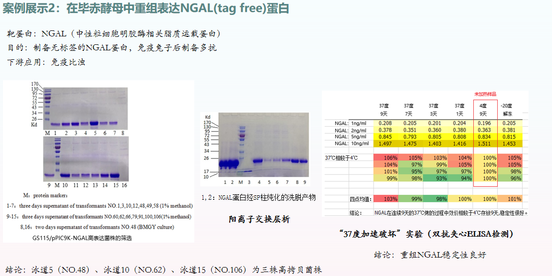 毕赤酵母蛋白表达(图3)