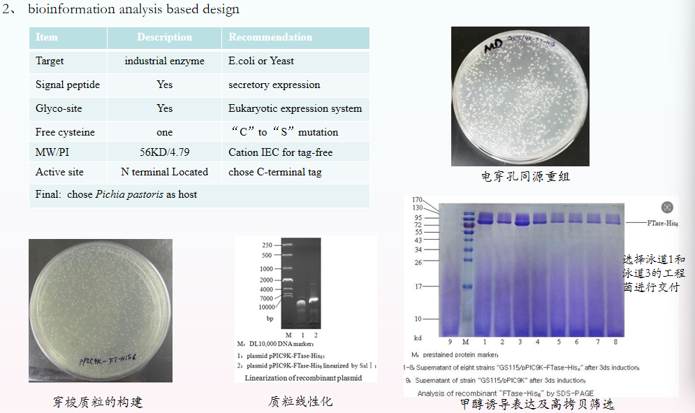 毕赤酵母蛋白表达(图4)