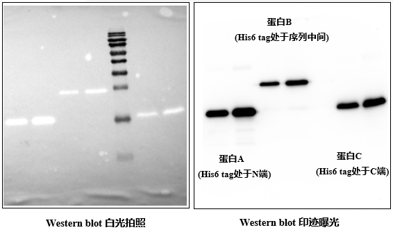 辣根过氧化物酶标记的小鼠抗His6标签单克隆抗体(图1)