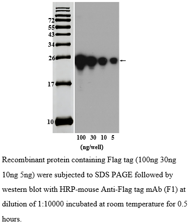 辣根过氧化物酶标记的小鼠抗Flag标签单克隆抗体(图1)